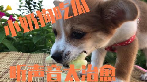 娱乐吃瓜酱拍照小狗狗,娱乐吃瓜酱与小狗狗的甜蜜互动